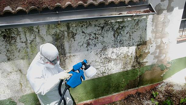 Mold Removal service in Mount Airy